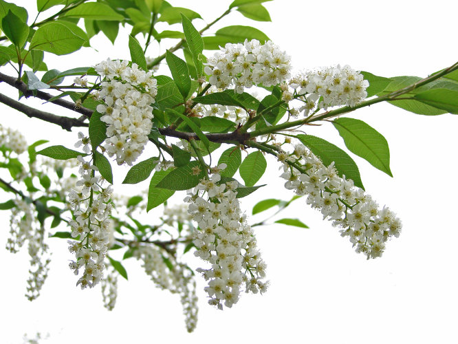 Гидролат Черемухи  