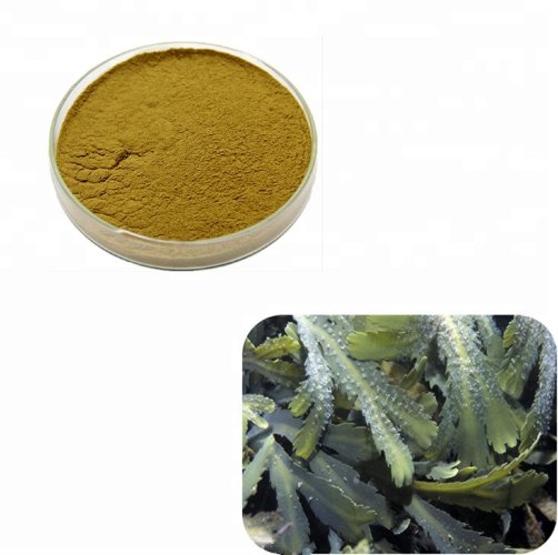 Фукус порошок  